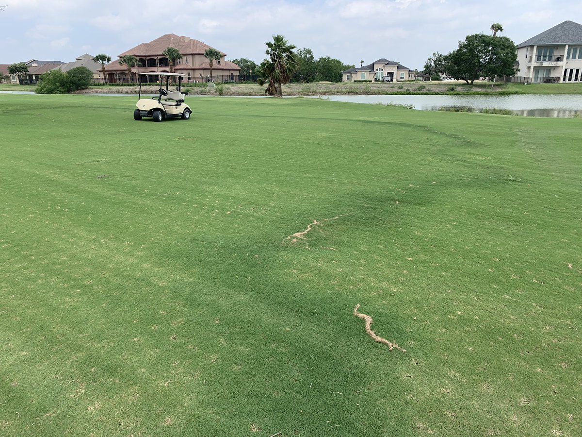 Dr_Lee_Berndt's tweet photo. Another Texas size fairy ring #friskyfairyringfriday @MikeFidanza @UTPlantDoc #biggestoneever in south Texas https://t.co/EQOatZcxuZ