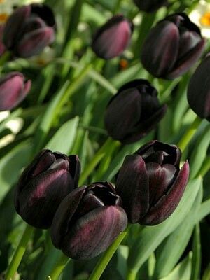 ingridscar_'s tweet photo. ᅟ
ᅟᅟ♡៹ Shakira Merabak as Tulipa
ᅟ https://t.co/lpgwmKSzDA