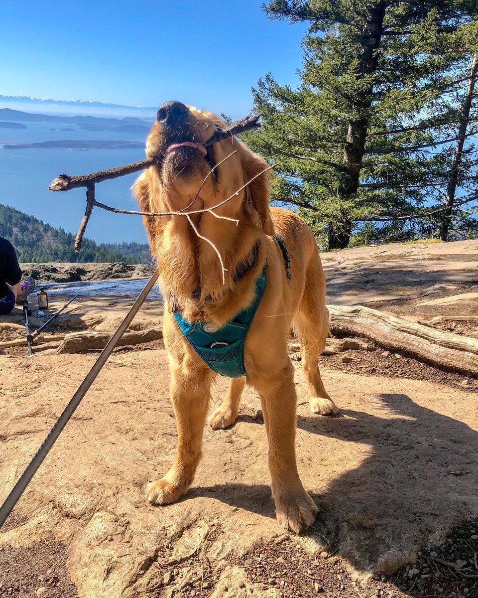 dog_rates's tweet photo. This is Huxley. He was just promoted to Senior Branch Manager. Spends his days doing quality control for his territory. It’s risky business, which is why he has @Trupanion to keep him healthy. 13/10 would promote him again #partner https://t.co/cHG6dbH7sY