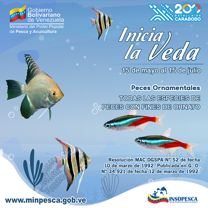 Insopesca's tweet photo. #Atención Con el propósito de proteger las temporadas reproductivas de los peces ornamentales y contribuir a su sostenibilidad, indicamos el inicio de la veda comprendido entre el 15 de mayo al 15 de julio para las acciones de control y vigilancia necesarias para su cumplimiento. https://t.co/M79UbOJpxU