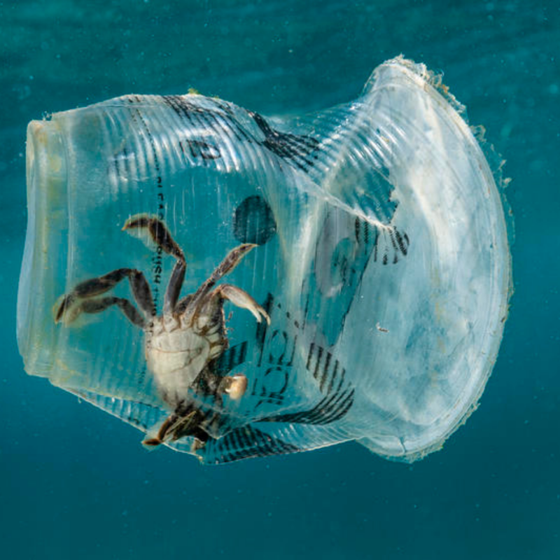 Greenpeace_ITA's tweet photo. Il mare è casa di animali staordinari che rischiamo di perdere per sempre. Sostieni oggi stesso le nostre attività in difesa del mare e aiutaci a fermare la pesca distruttiva, l'inquinamento da plastica e la crisi climatica.