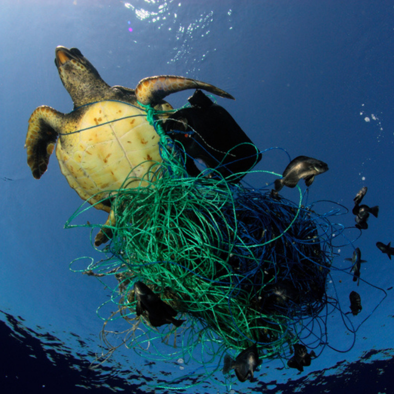 Greenpeace_ITA's tweet photo. Il mare è casa di animali staordinari che rischiamo di perdere per sempre. Sostieni oggi stesso le nostre attività in difesa del mare e aiutaci a fermare la pesca distruttiva, l'inquinamento da plastica e la crisi climatica.