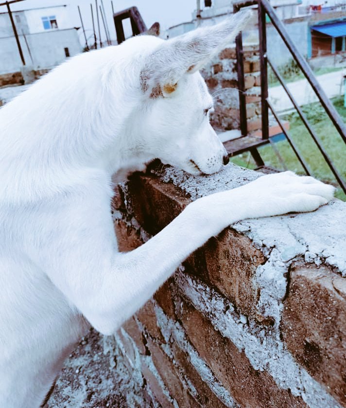 Sujabhattarai12's tweet photo. बिहानी मुस्कुराउदै छ,जिन्दगी पुनः
लकडाउनमा छ।
#lockdownreturns https://t.co/ZhgOZgFdil