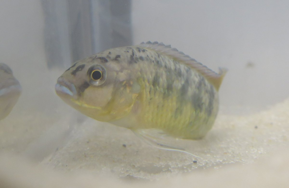 blw9786's tweet photo. It’s taken 2.5 years, 100s of 🐠, and the help of my amazing lab mates, but my rearing experiment is now complete! Stay tuned to learn how hypoxia + turbidity affect reproductive physiology and behavior and keep an 👁 on @electrifiedclay to learn about their visual physiology! https://t.co/iZMUK9TV41