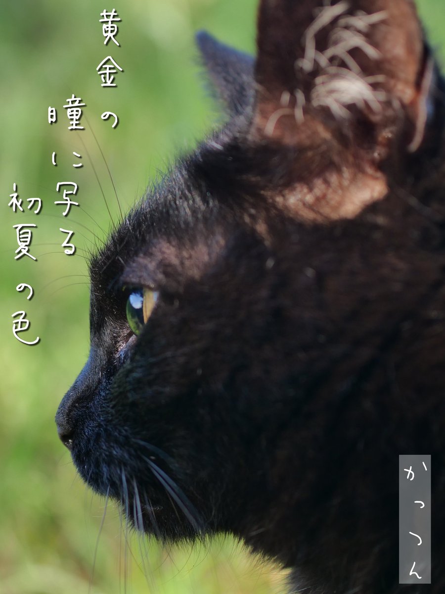 黒猫ってなんかカッコいいよね