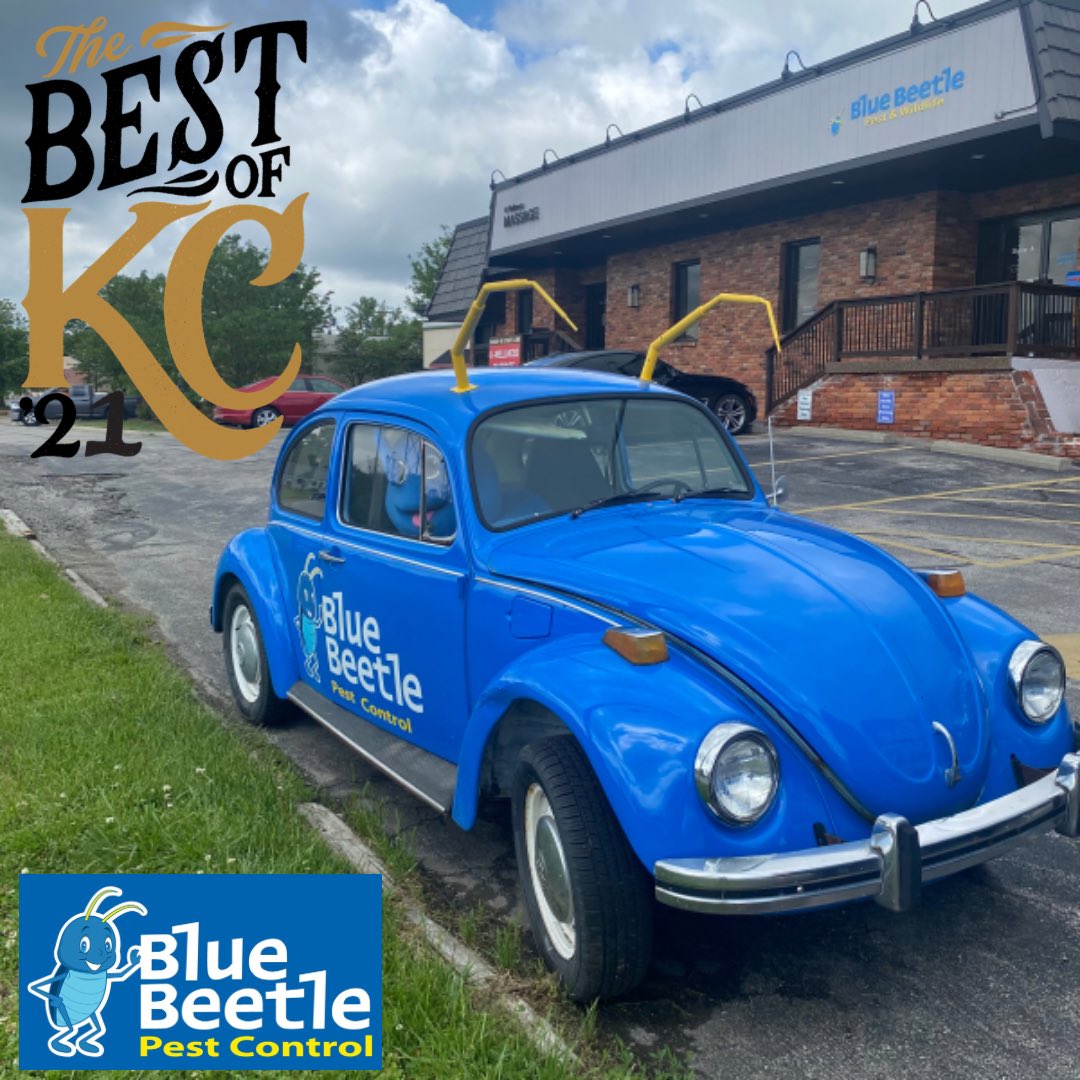 Did you know <a href="/kansascitymag/">Kansas City Magazine</a> Best Of KC voting is NOW OPEN!?!? 🤩

Help Blue Beetle win Best Pest Control again this year by casting a vote now! 

Here’s the link! 👉 vote.kansascitymag.com/home/best-pest…
