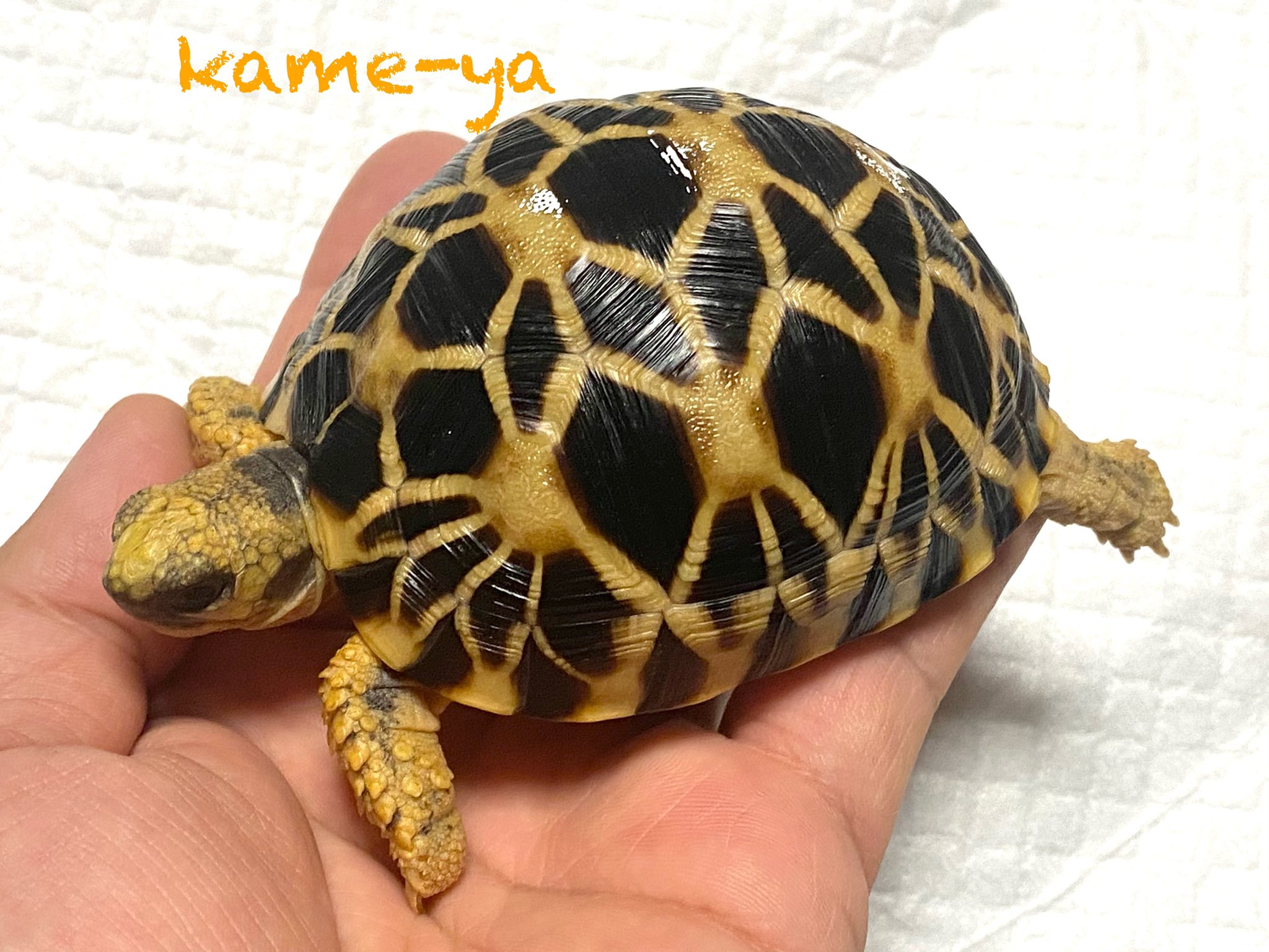 Kame Yaナオ ビルマホシガメ 自家繁殖個体 甲長 8 2 体重 138g 販売生体です お問合せは Kame Ya Live Jpまでメール を下さい お問合せの際は お名前 連絡先を必ずお願い致します T Co Eyhu85a3ze Twitter