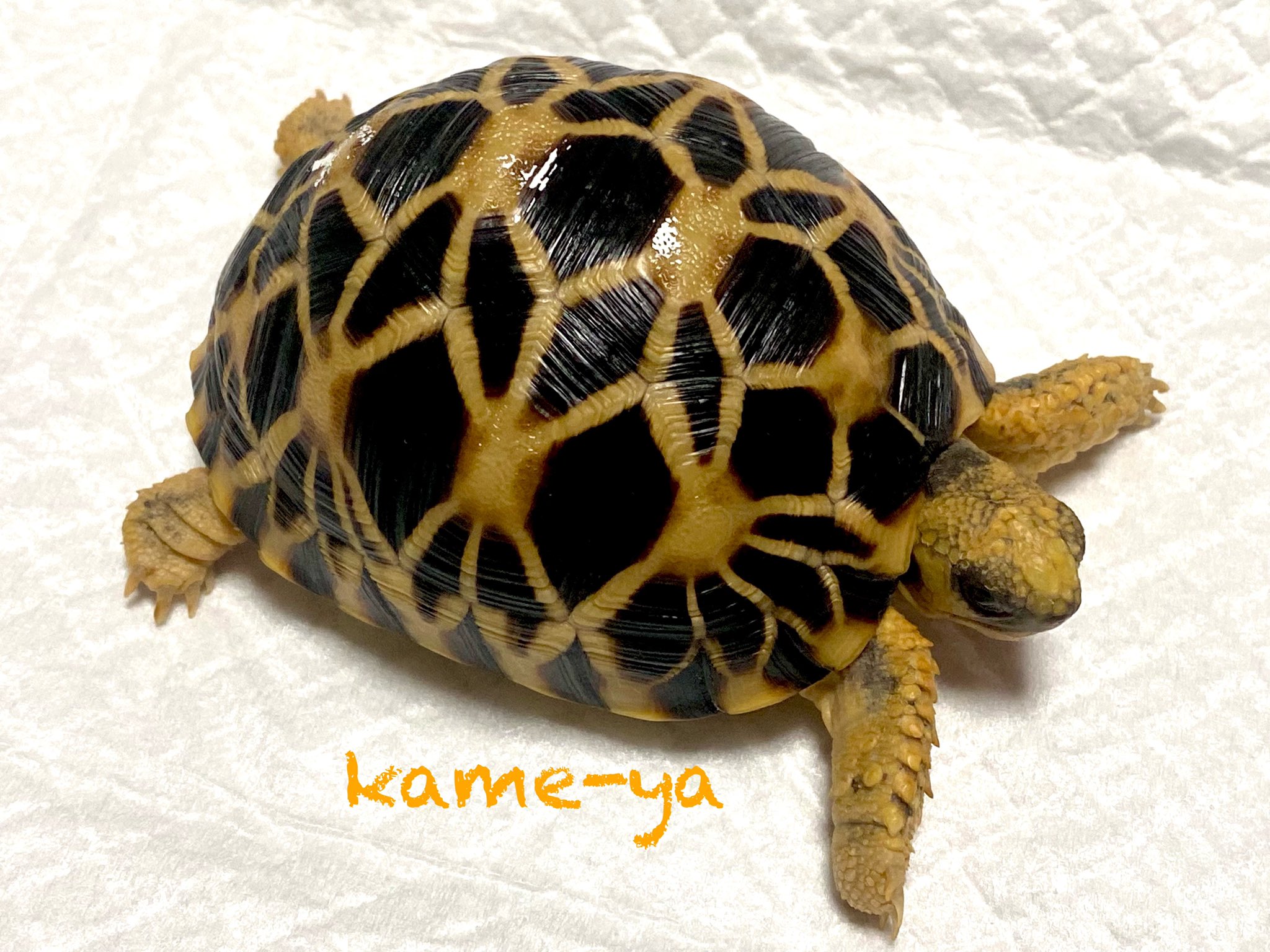 Kame Yaナオ ビルマホシガメ 自家繁殖個体 甲長 8 2 体重 138g 販売生体です お問合せは Kame Ya Live Jpまでメール を下さい お問合せの際は お名前 連絡先を必ずお願い致します T Co Eyhu85a3ze Twitter