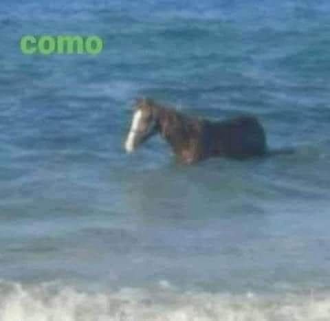 | ¿Cómo se revive?