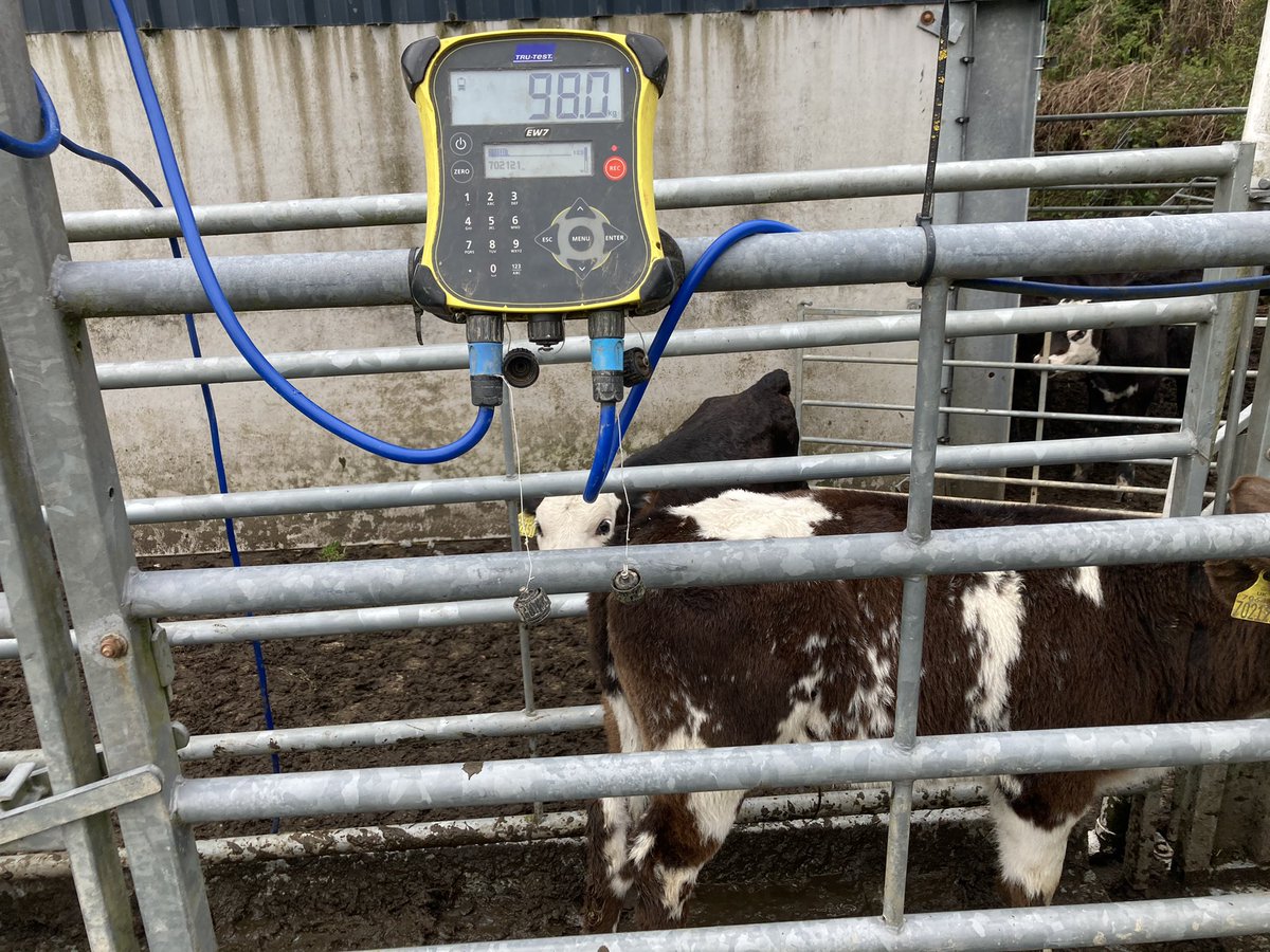 aledpictonevans's tweet photo. The next phase of business and team development, with delivery of first group of calves to @LlifonD Awesome grass covers set up after hard work, planning, infrastructure and good advice @PrecisionGraze @precisionsarah Da iawn Llifon 👌#dairybeef #grassfed https://t.co/hxcR4p3npU