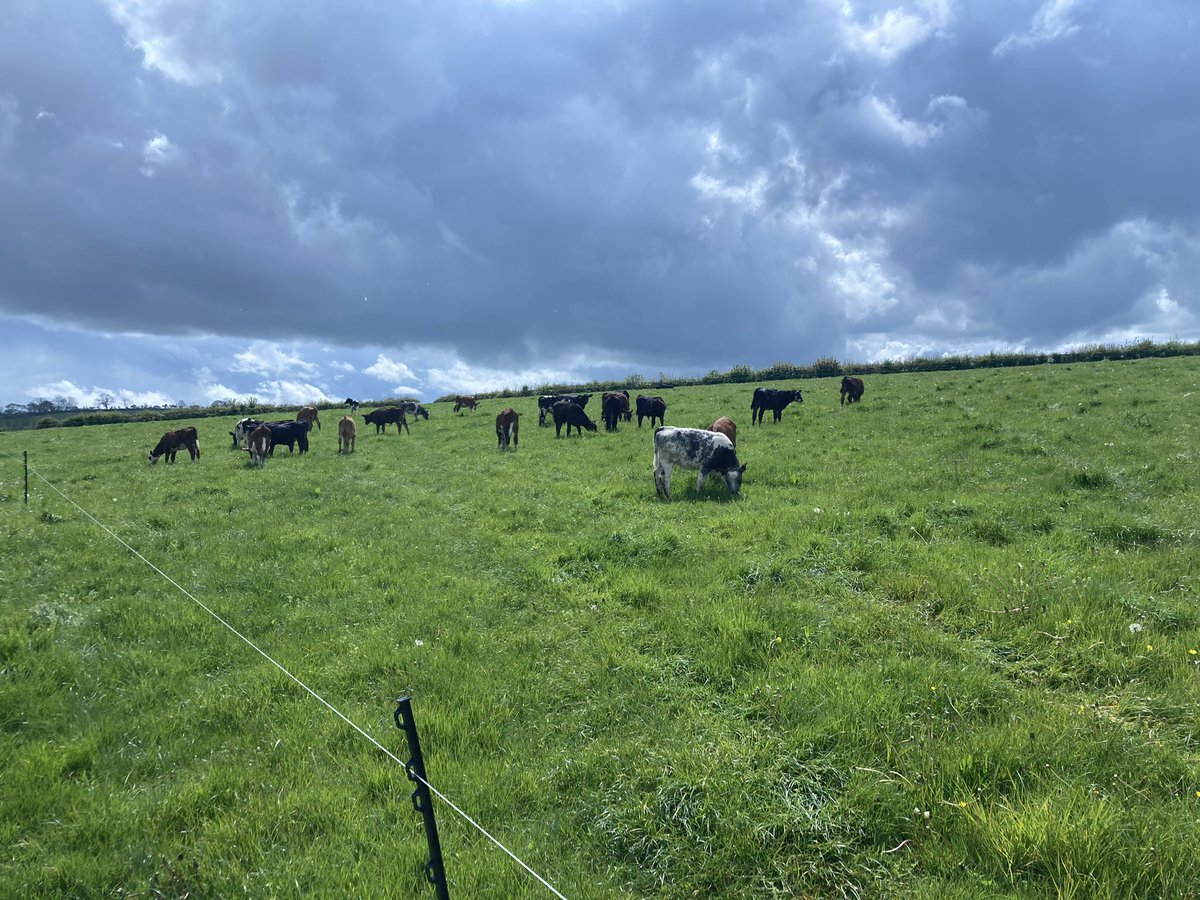 aledpictonevans's tweet photo. The next phase of business and team development, with delivery of first group of calves to @LlifonD Awesome grass covers set up after hard work, planning, infrastructure and good advice @PrecisionGraze @precisionsarah Da iawn Llifon 👌#dairybeef #grassfed https://t.co/hxcR4p3npU