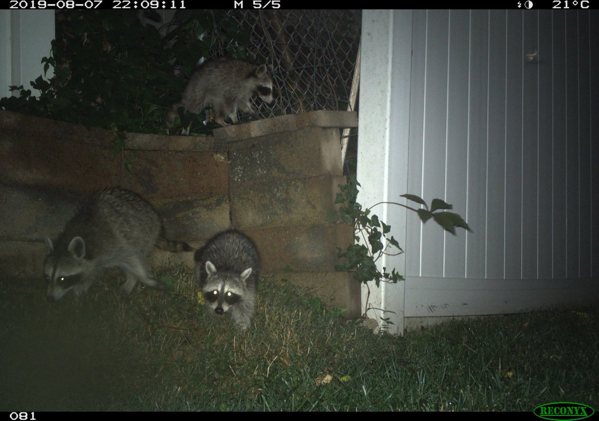 dccatcount's tweet photo. The English word “raccoon” comes from an adaptation of an Algonquian/Powhatan word meaning “animal that scratches with its hands”. @PetSmartChariTs @NationalZoo @humanerescue @HumaneSociety @ASPCApro #DCCatCount #WashingtonDC #raccoons #urbanecology #urbancameratrapping https://t.co/ucvoenrRIn