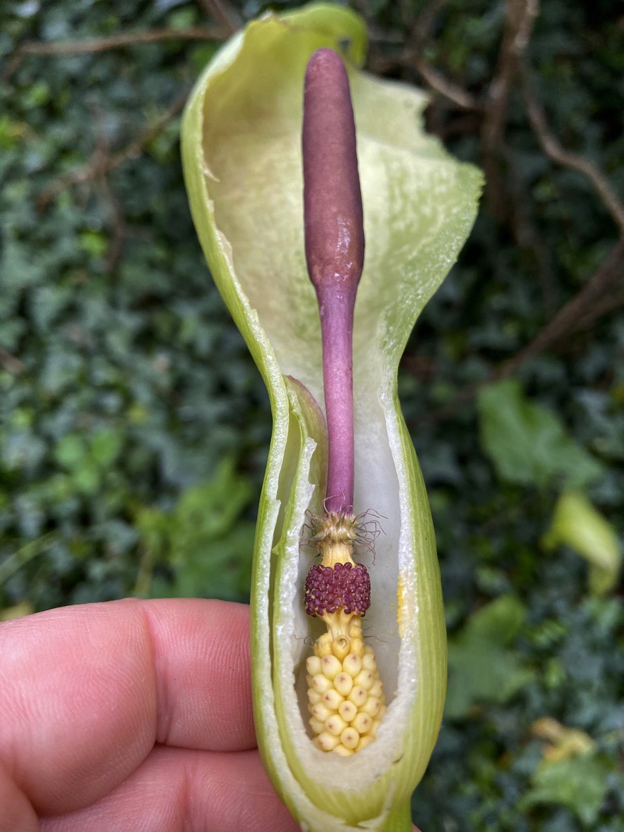 bernoid's tweet photo. Ever wondered what the inside of Cuckoo Pint looked like? I did... 

#cuckoopint #Arummaculatum #lordsandladies #lookingatplants https://t.co/y0x8h5s2Q0