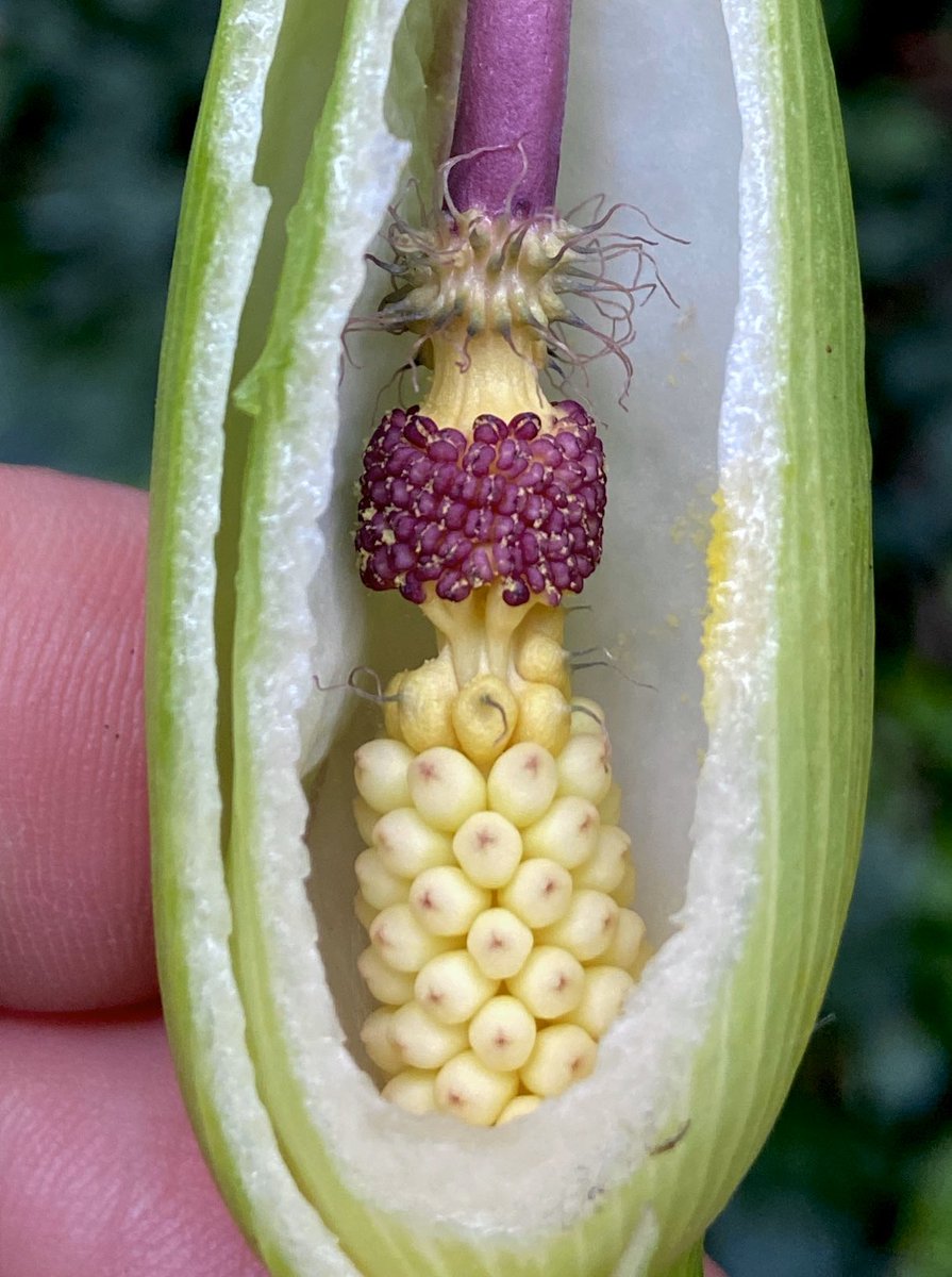bernoid's tweet photo. Ever wondered what the inside of Cuckoo Pint looked like? I did... 

#cuckoopint #Arummaculatum #lordsandladies #lookingatplants https://t.co/y0x8h5s2Q0