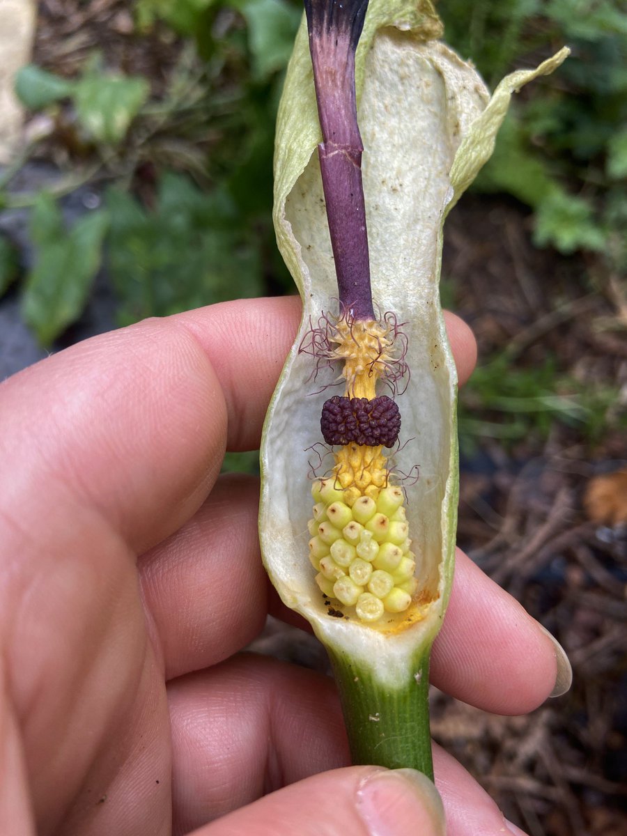 bernoid's tweet photo. Ever wondered what the inside of Cuckoo Pint looked like? I did... 

#cuckoopint #Arummaculatum #lordsandladies #lookingatplants https://t.co/y0x8h5s2Q0