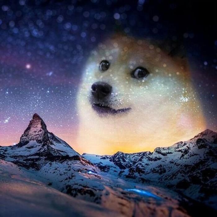 VDOGE tweet media