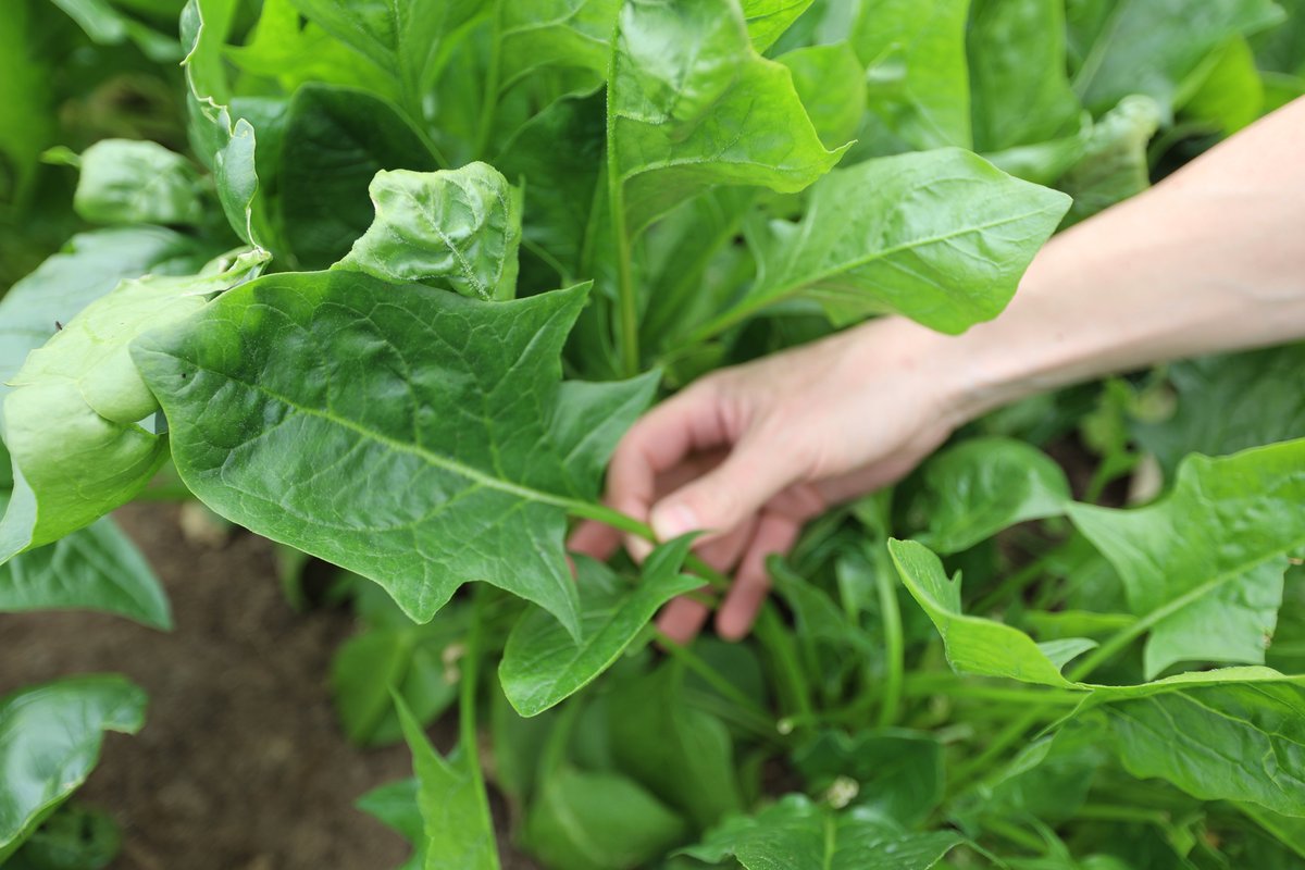 🥬🥒🥬 
La production maraîchère biologique, c'est possible en serre !  Découvrez les nombreux avantages 👉harnois.com/blog/serres/av…
Organic production, it's possible in greenhouse !
Discover the many benefits :  harnois.com/en/blog/greenh…