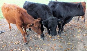 rare_irish's tweet image. The #dextercow is a native Irish breed of dual purpose cattle. The are thought to be the smallest breed of cattle in Europe. Excellent foragers, they do well on marginal land. #heritagebreedsweek