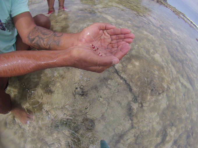 Conocer y proteger la biodiversidad nos permitiría hacer un aprovechamiento sostenible de los elementos de la naturaleza de cara al futuro, generando beneficios para las comunidades locales por medio de actividades como el turismo sostenible

#SomosBiodiversidad