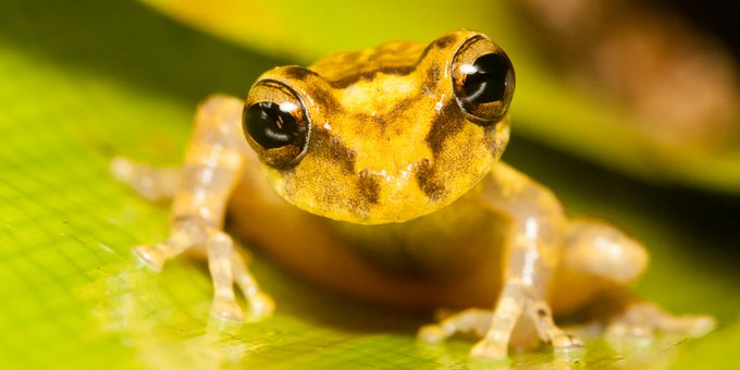 La planificación urbana de acuerdo al ecosistema es la manera de asegurar agua, suelos fértiles, climas agradables, prevención de plagas y enfermedades, paisajes hermosos, ingresos por turismo local, calidad de vida y otros regalos de la #biodiversidad
#SomosBiodiversidad