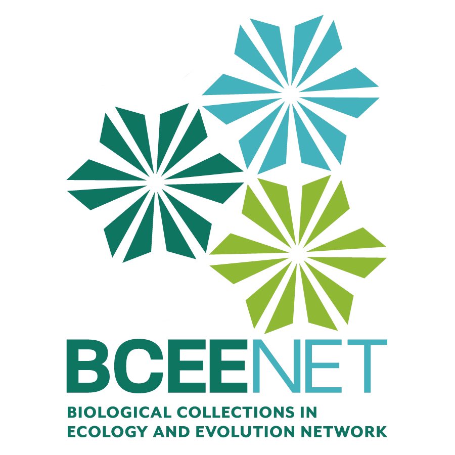bceenet's tweet photo. Good to be here, Twitter! We are BCEENET, a community of educators and natural history collections professionals dedicated to making research opportunities accessible. Follow us to learn more about our mission & how we enhance undergraduate #education using #DigitizedCollections https://t.co/PqNVFFuloX