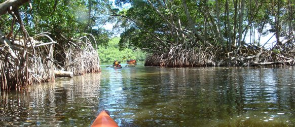 Los humedales son indispensables por los innumerables beneficios o "servicios ecosistémicos" que brindan suministro de agua dulce, alimentos, biodiversidad,  control de crecidas, recarga de aguas subterráneas y mitigación del cambio climático.

#22May #SomosBiodiversidad