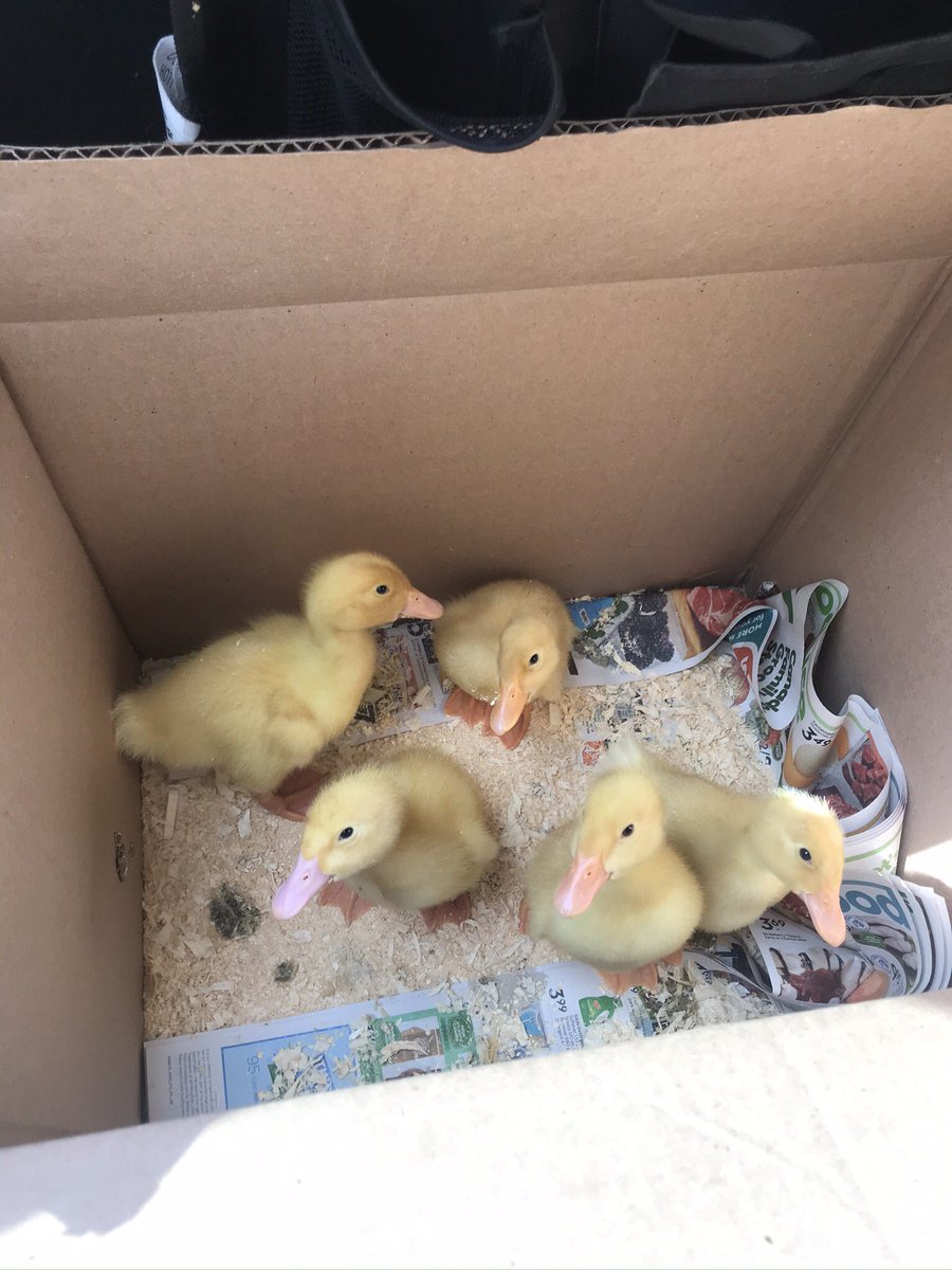 SSES Grade One tweet media