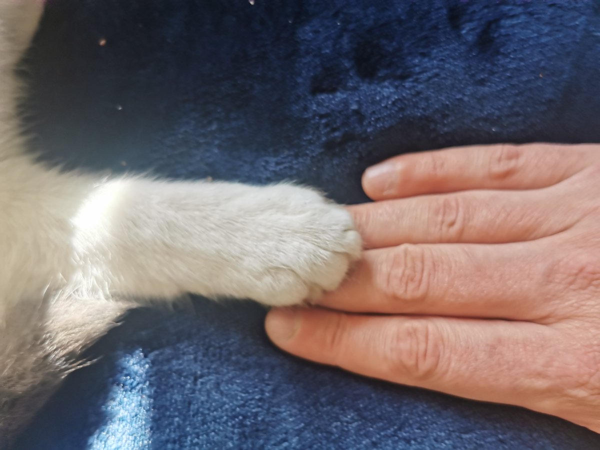 Touch 🤜🤛 #healingpaws #CatsOfTwitter #cats #respect