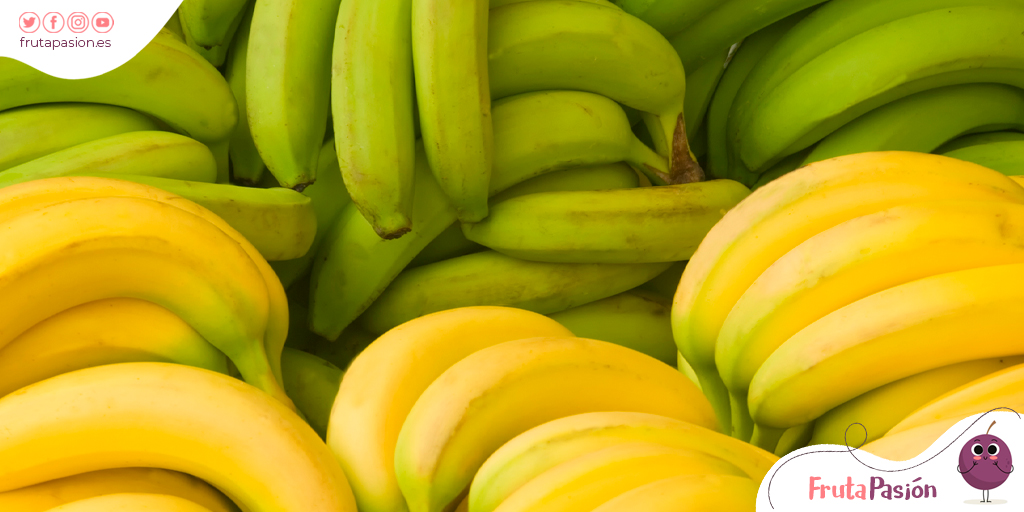 PasionFruta's tweet photo. Son conocidos como bananas, guineos, bananos, maduros. gualeles o cambures, según el lugar de procedencia.

👉 https://t.co/UJNVcn4SWj

#platano #banana #fruits #canarias #healthy #healthyfood https://t.co/4sWwesiyN9