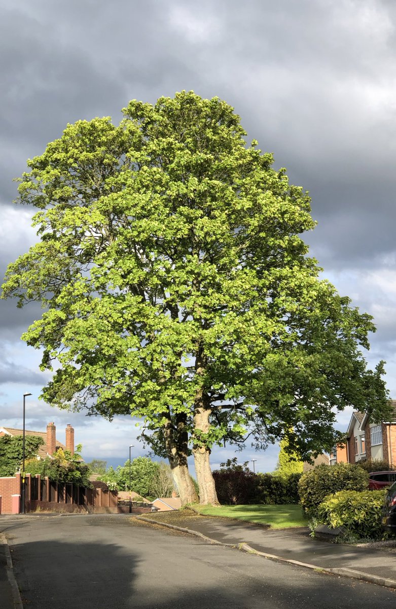 lotusflowerldn's tweet photo. Sunlight illuminating pretty much every lil leaf on this majestic tree against a backdrop of leaden and peaking blue skies. #absolutelynofilter https://t.co/vq5WWq5NYx