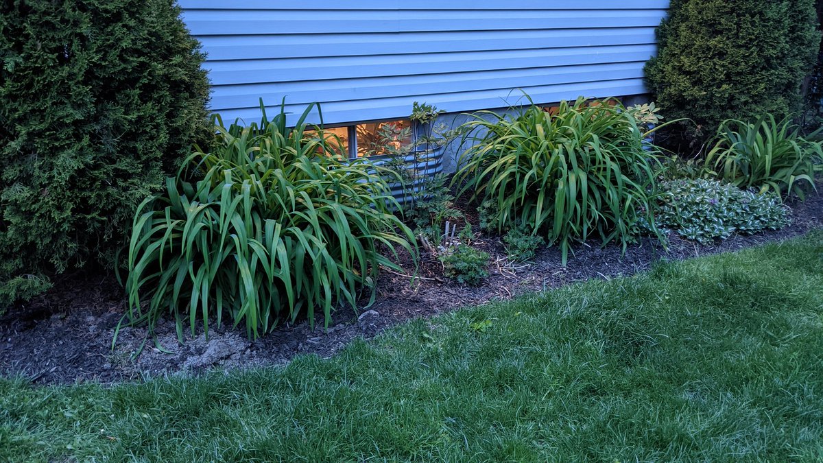 Anyone in #ottawa want some day lillies? Dey all coming ouuuut! Let me know!