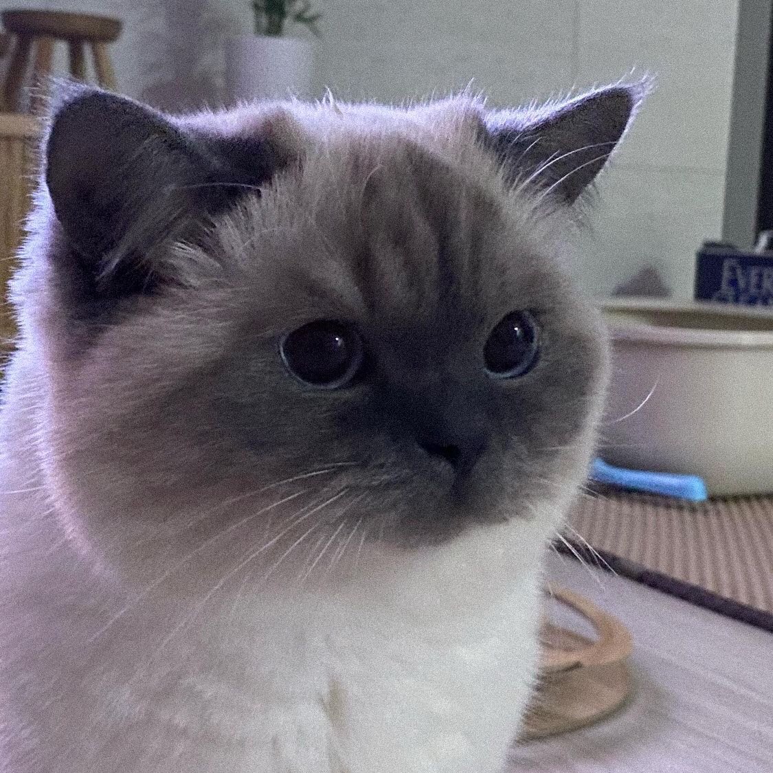ตัวอ้วน ♡ tweet media