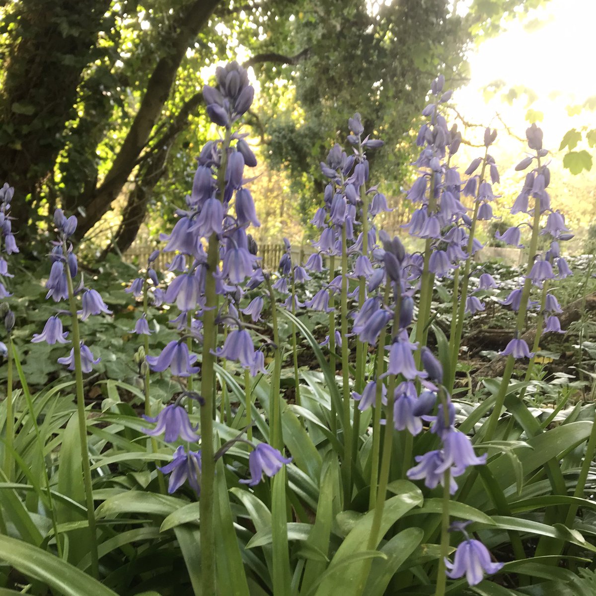 ArtsArtemis's tweet photo. Busy day @space4natureUK getting the paths sorted and the seating area done and beautiful sunset ! @BuryCulture @BuryLiveWell @RJaks4 @CreativeLivingC @mattyk14 @ChangeGMSystems https://t.co/VD9v5nln7x