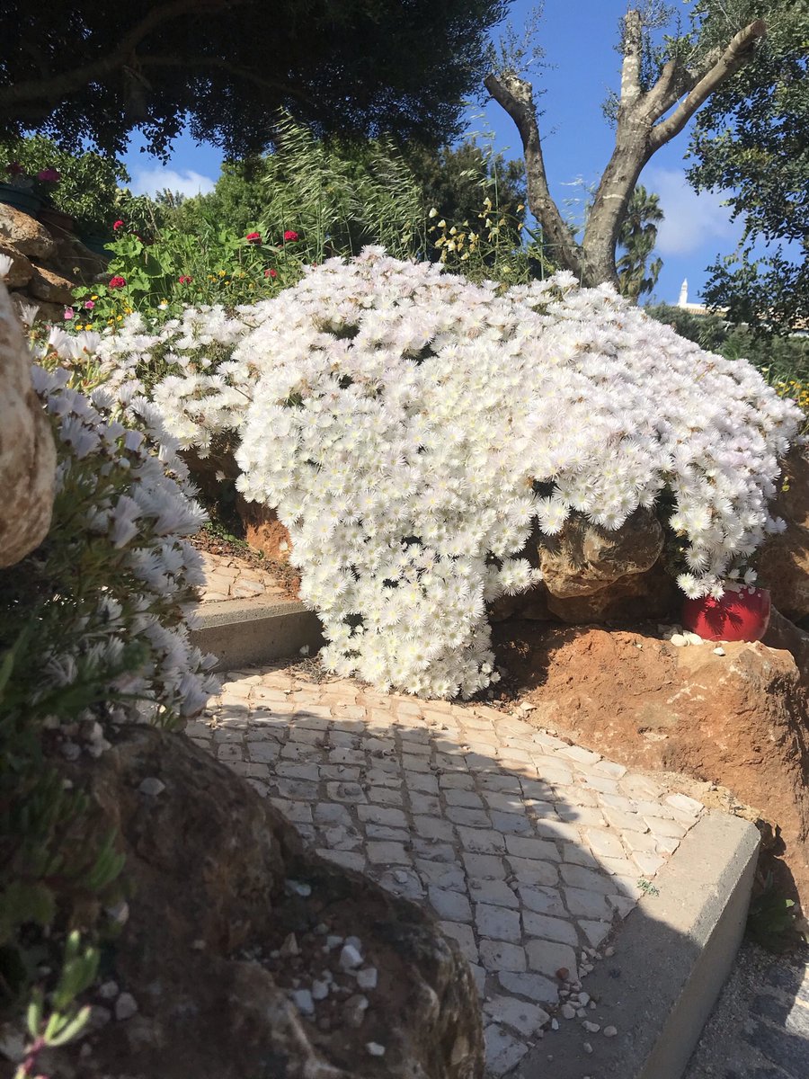 QuintaVelha's tweet photo. May is the month in the Algarve when flowers are at their best for colour &amp; vigour - simply beautiful https://t.co/LhZqXeQRWo