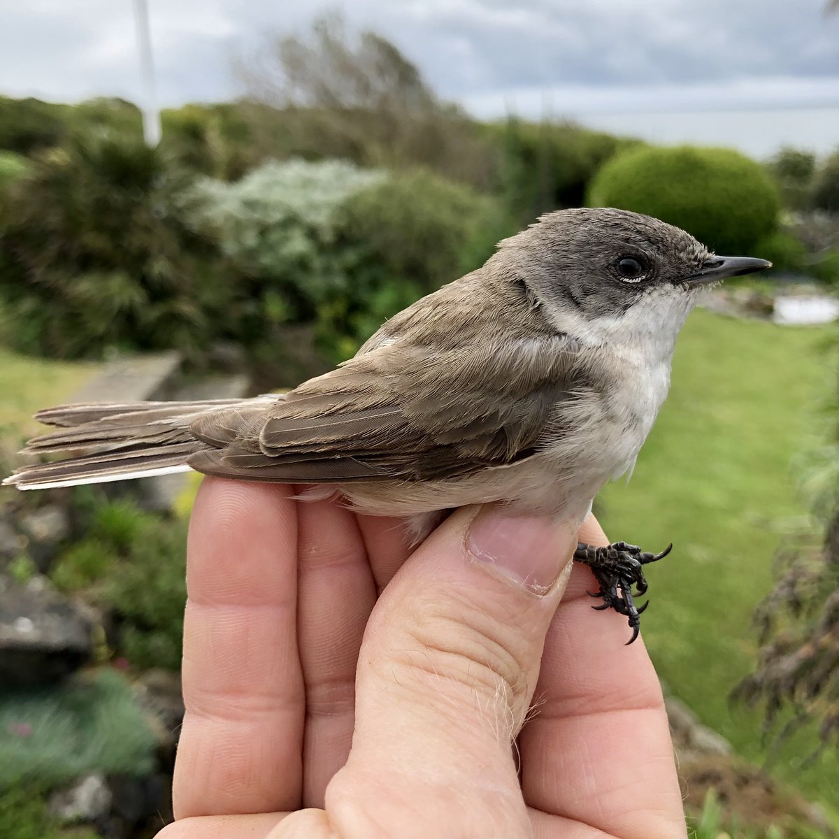 Today saw the first #LesserWhitethroat caught and ringed in the garden this year. #BirdRinging #GowerBirds