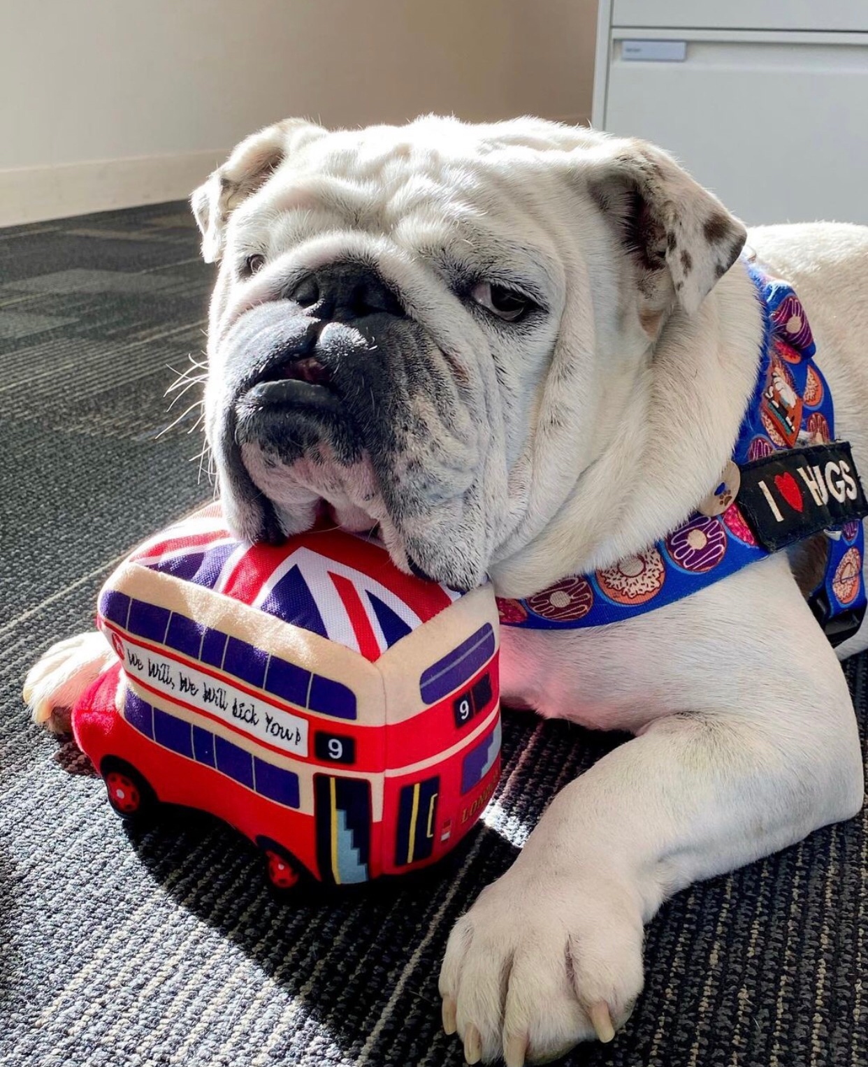 Can you help Winston, the English Bulldog? - Cotswolds Dogs and