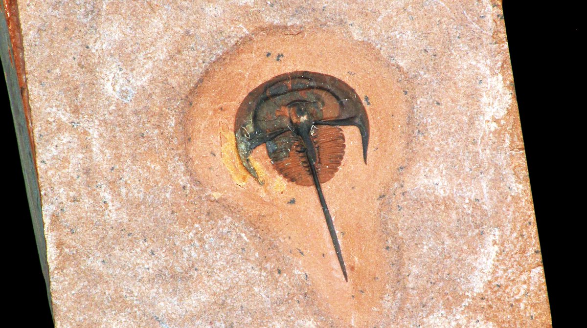 geocappiello's tweet photo. #18May #May18 #18Maggio 2021
Norwoodia boninoi
Upper Cambrian (ca 497 m.y.a.)
Weeks Formation, Millard County
Utah, USA ๐บ๐ธ
via jurassic-dreams
#Trilobita #Trilobites #TrilobiteTuesday #Arthropods #Fossils #FossilFriday #FossilADay #Paleontology #Cambrian https://t.co/0KC6Vhm7bg