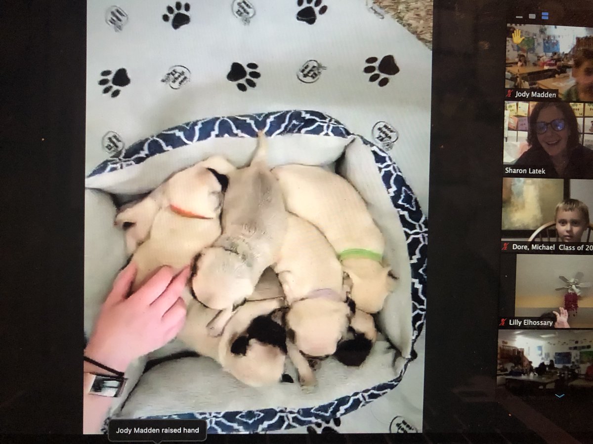 WescottSL's tweet photo. First grade is learning about how animal moms take care of their babies. Thank you Windsor Pugs for the Q &amp; A with Willowbrook 1st grade! @WescottSL #D30learns #WBstrong @Neumann1stgrade @wbrabinowitz @WBMadden @1WBMulroe https://t.co/l5GYo0TqCE