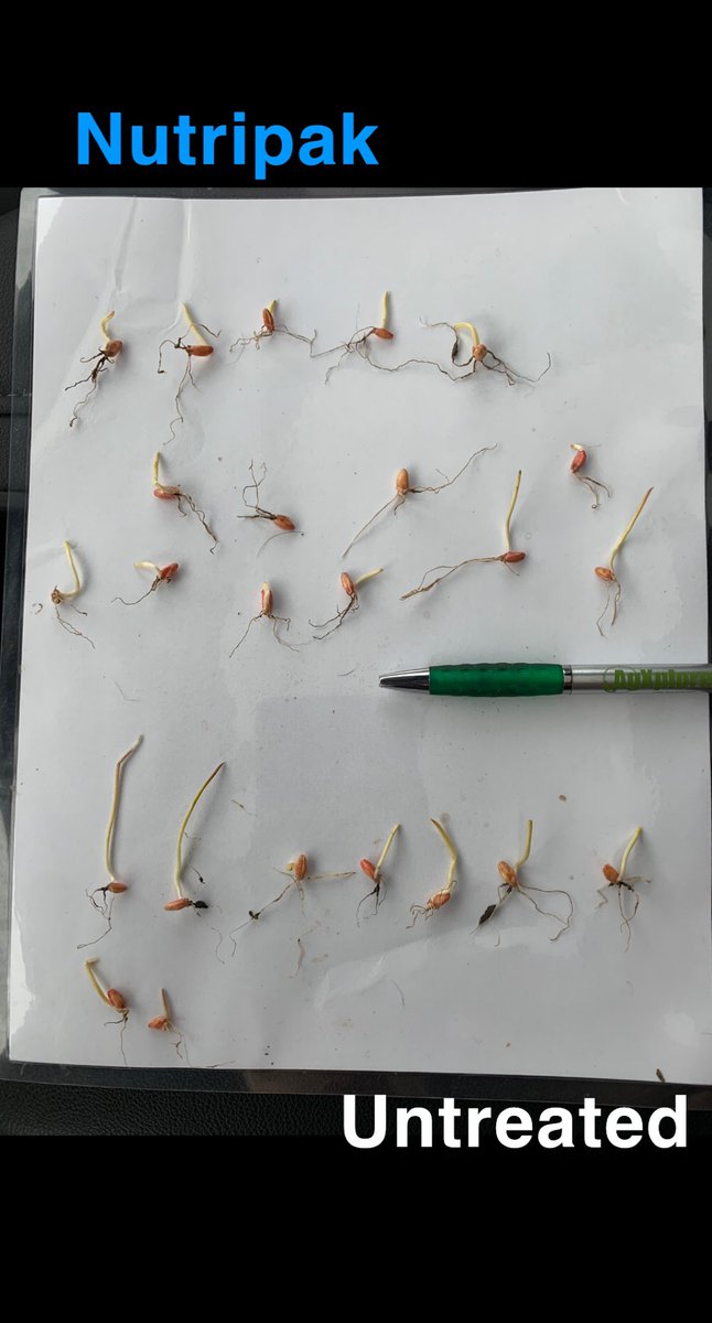 Things sure are dry out there! Seeded May 12th -Was tough to find enough plants that weren’t just sitting in dust, especially on the untreated side. Last picture really showing the benefits of a seed primer even in dry conditions, roots searching for moisture!@HawksAgro #plant21
