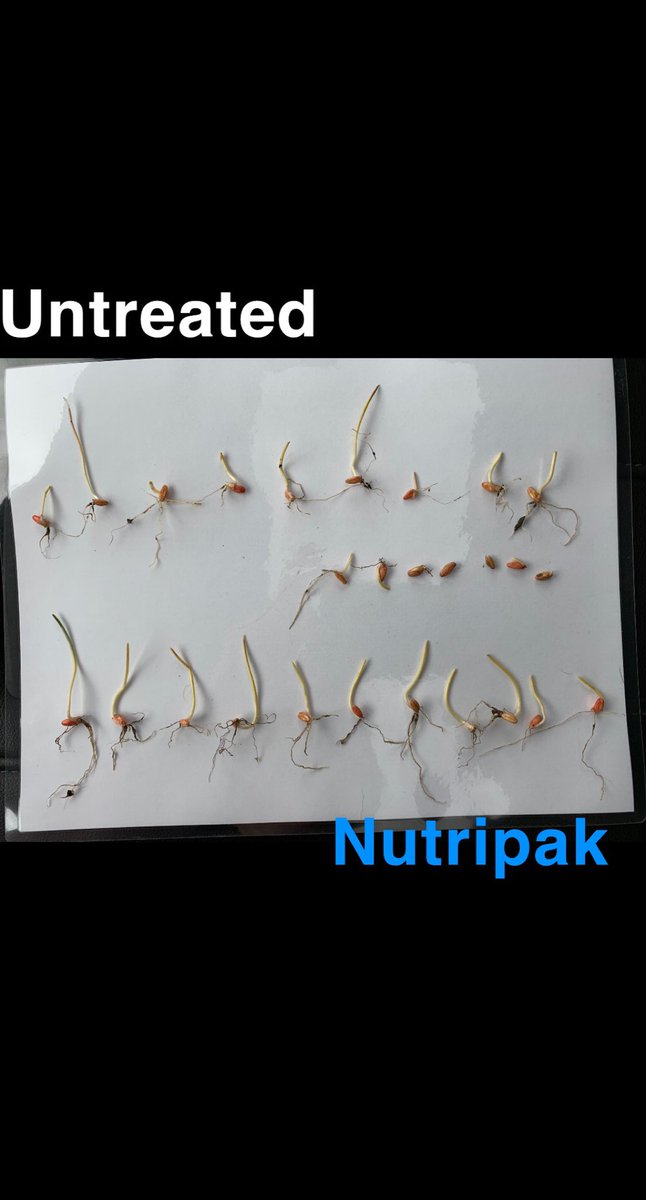 BaileyKohle's tweet photo. Things sure are dry out there! Seeded May 12th -Was tough to find enough plants that weren’t just sitting in dust, especially on the untreated side. Last picture really showing the benefits of a seed primer even in dry conditions, roots searching for moisture!@HawksAgro #plant21 https://t.co/KnvmSTYqBo