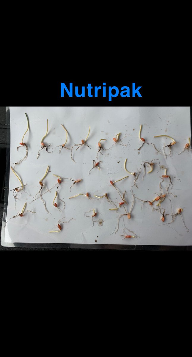 BaileyKohle's tweet photo. Things sure are dry out there! Seeded May 12th -Was tough to find enough plants that weren’t just sitting in dust, especially on the untreated side. Last picture really showing the benefits of a seed primer even in dry conditions, roots searching for moisture!@HawksAgro #plant21 https://t.co/KnvmSTYqBo