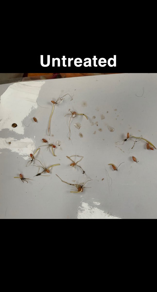 BaileyKohle's tweet photo. Things sure are dry out there! Seeded May 12th -Was tough to find enough plants that weren’t just sitting in dust, especially on the untreated side. Last picture really showing the benefits of a seed primer even in dry conditions, roots searching for moisture!@HawksAgro #plant21 https://t.co/KnvmSTYqBo