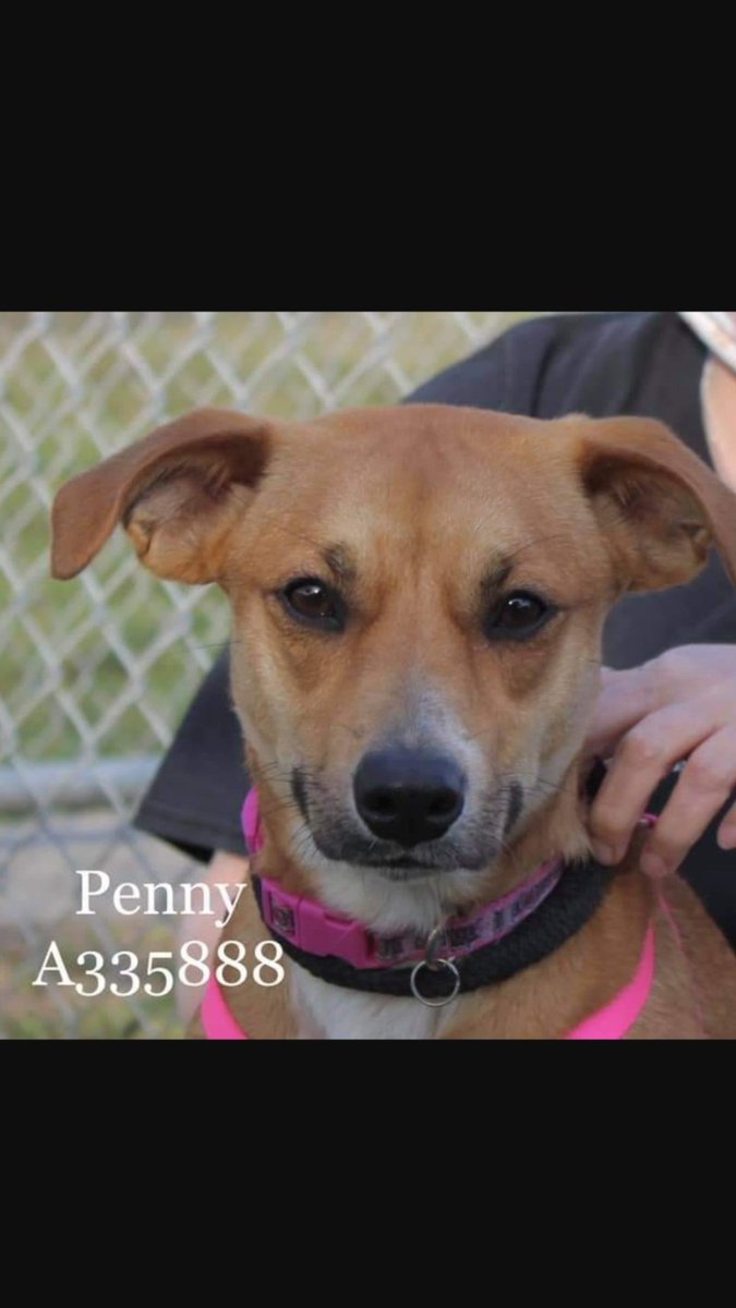 #TX Corpus Christi🆘️Penny,Pretty,1yo,hw-,girl isn't safe,no dog is safe in CC💉.pls #Pledge 4 rescue #Adopt #Foster(free,temp)#Rescue,PLS help this young pup she is low in #Pledges +#Tweet pls email1st ccacsrescues@cctexas.com +call 361-826-4630 with best con,det+Pennys🆘️💉