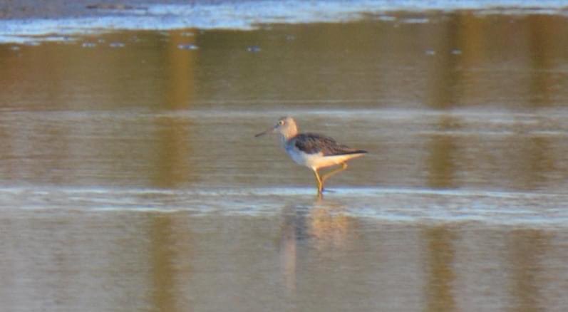 GregoirPieter's tweet photo. #meetjesland #birdwatching #waders https://t.co/WKZyuuXldu