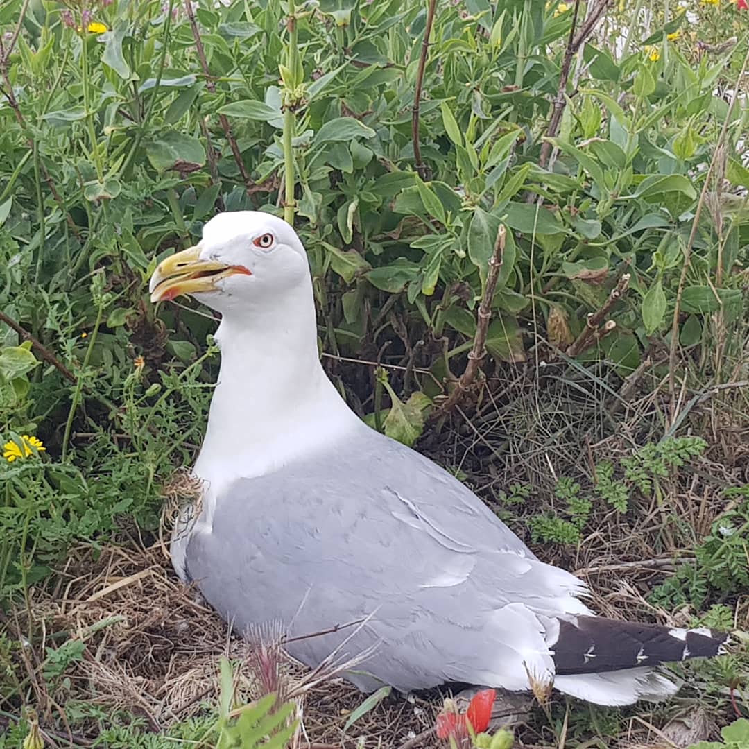 Rémi Leprince de Ferthroy tweet media
