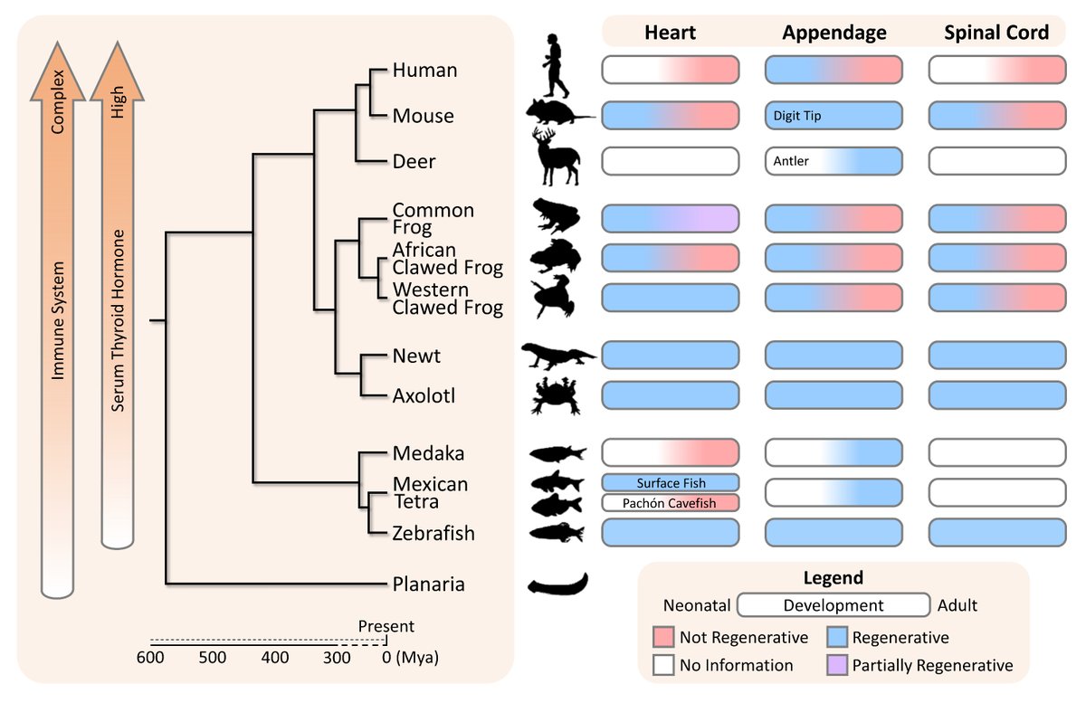 Excellent review on Genetic, Epigenetic, and Post-transcriptional Basis of Divergent Tissue Regenerative Capacities among Vertebrates by talented members Shea Khyeam <a href="/skhyeam/">Shea Khyeam</a> and James (Sukjun) Lee! The most comprehensive one that we have written so far! onlinelibrary.wiley.com/doi/epdf/10.10…