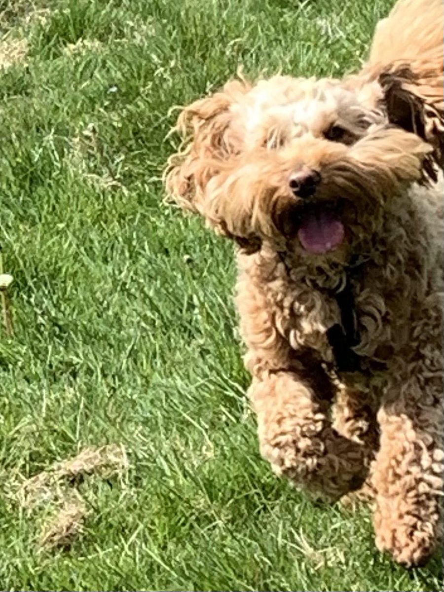 #twitoftheday #love #puttingdogsfirst #pdf