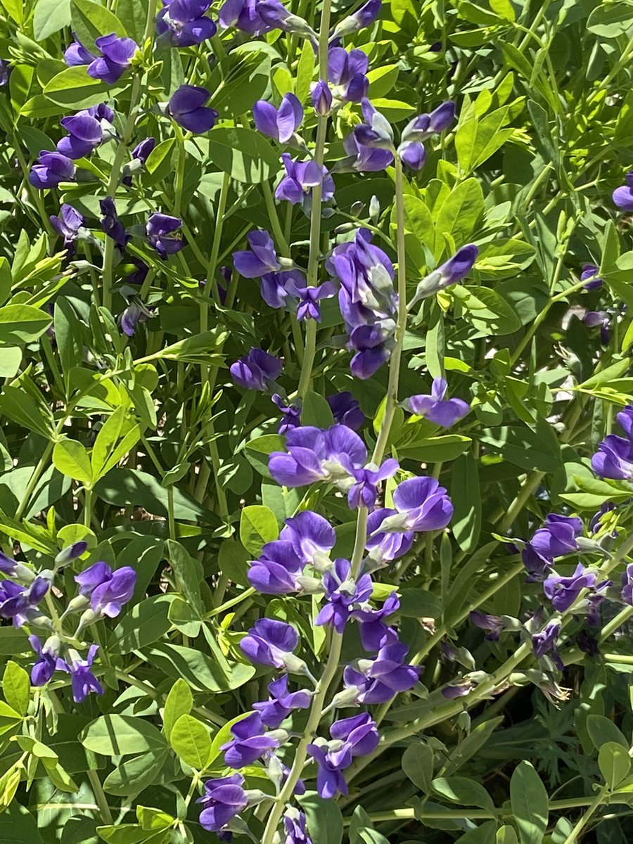 Hillcrest Courtyard tweet media