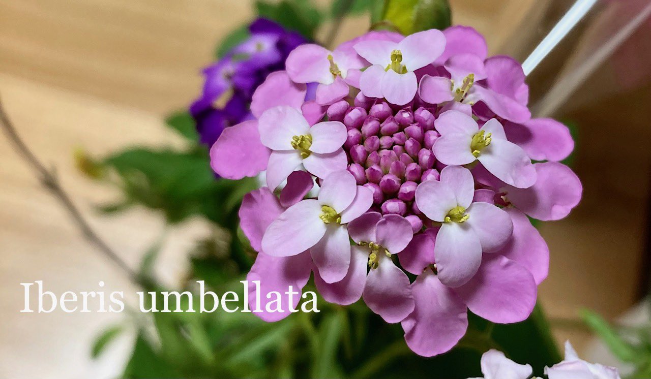 コッコ 樹のお医者さん たくさんの小花に色も豊富 一面を華やかに彩る 花丈が高く切花として使える一年草 イベリス ウンベラータ キャンディタフト 開花期 4 7月 花丈 60cm前後 花色 白 赤 ピンク 紫など 道端に咲いてた珍しい こぼれ種