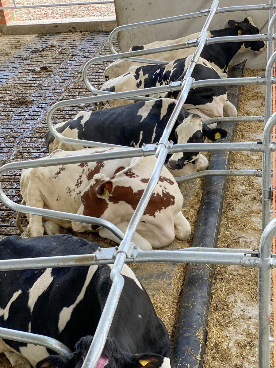Bioret_Agri's tweet photo. Another herd experiencing the best #cowcomfort #Bioret Agri #Aquastar waterbed + latex memory foam &amp; #Aquaboard water brisket. 
No hydro req'd for the Dairy Scratchy rubber cow brush on the end wall! @weAREbioret #CanAg #USAg #CdnDairy https://t.co/bRLkOgb0RP